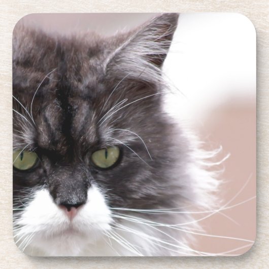 Maine Coon Cat Untersetzer (Vorderseite)
