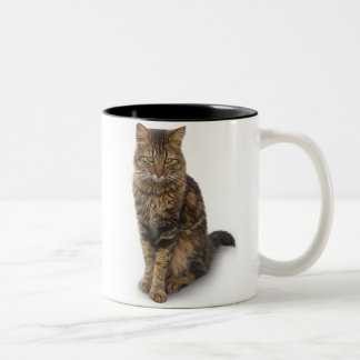 Maine Coon Cat Zweifarbige Tasse