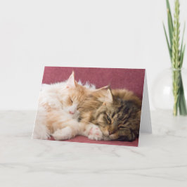 Maine Coon cats greeting card Feiertagskarte