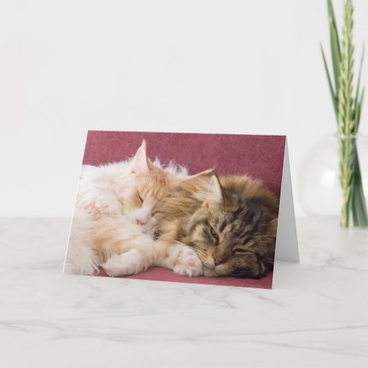 Maine Coon cats greeting card Feiertagskarte (Vorderseite)