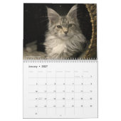 Maine Coon Cats | Main Coon Life Kalender (Jan 2027)