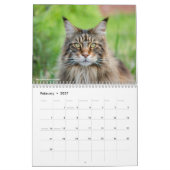 Maine Coon Cats | Main Coon Life Kalender (Feb 2027)