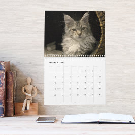 Maine Coon Cats | Main Coon Life Kalender