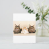 Maine Coon Cats Postkarte (Stehend Vorderseite)