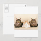 Maine Coon Cats Postkarte (Vorne/Hinten)