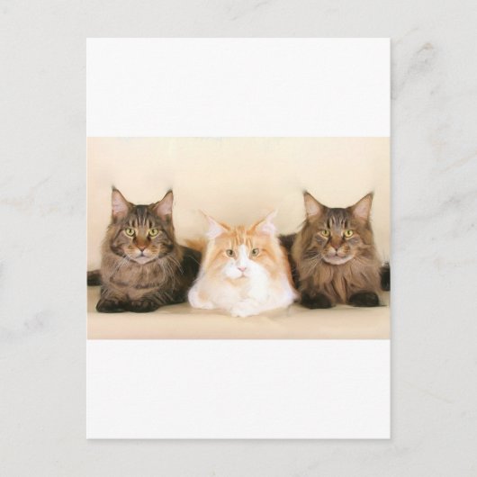 Maine Coon Cats Postkarte (Vorderseite)