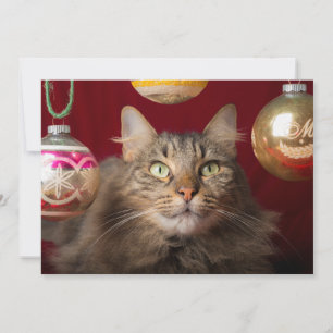 Maine Coon Christmas Cat Feiertagskarte