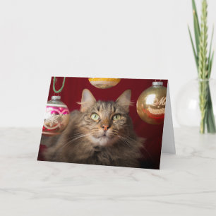 Maine Coon Christmas Cat Feiertagskarte