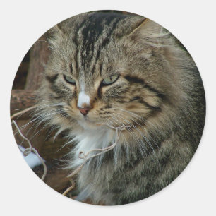Maine Coon Feral Cat im Winterportrait Runder Aufkleber