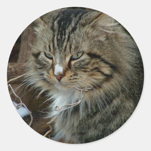 Maine Coon Feral Cat im Winterportrait Runder Aufkleber (Vorderseite)
