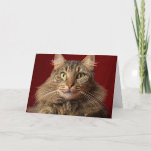 Maine Coon für Weihnachten mit Sammler