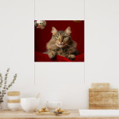 Maine Coon für Weihnachten mit Sammler Poster (Küche)