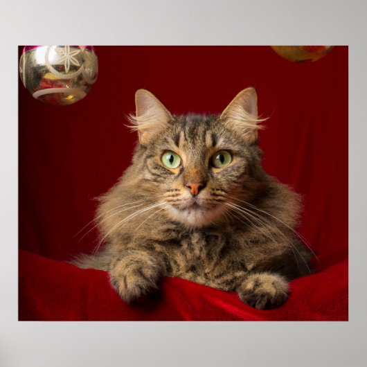 Maine Coon für Weihnachten mit Sammler Poster (Vorne)