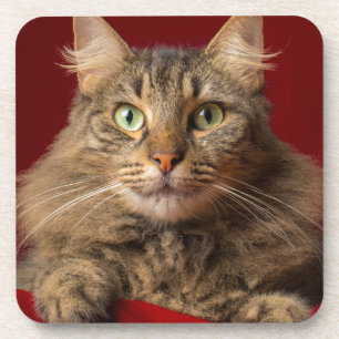 Maine Coon für Weihnachten mit Sammler Untersetzer