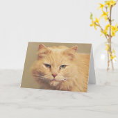 Maine Coon Get Well Card Karte (Gelbe Blume)