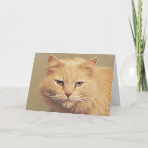 Maine Coon Get Well Card Karte