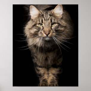 Maine Coon große Katzenkitty-Stimmen Poster