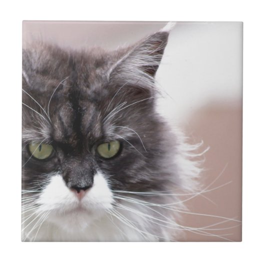 Maine Coon Katze Fliese (Vorderseite)