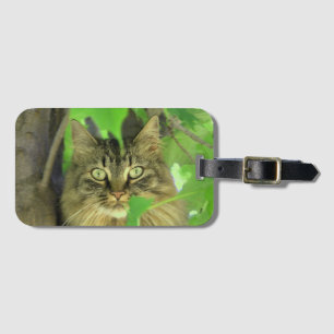 Maine Coon Katze im Baum Gepäckanhänger