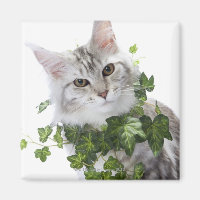 Maine Coon Katze und Verzierung von Efeu