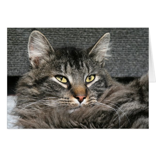 Maine Coon Katzengesicht (Vorderseite (Horizontal))