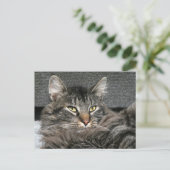Maine Coon Katzengesicht Postkarte (Stehend Vorderseite)