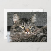 Maine Coon Katzengesicht Postkarte (Vorne/Hinten)
