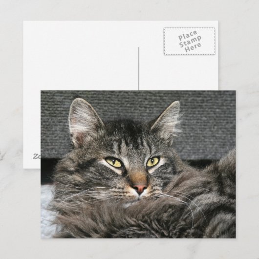 Maine Coon Katzengesicht Postkarte (Vorne/Hinten)