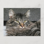 Maine Coon Katzengesicht Postkarte (Vorderseite)