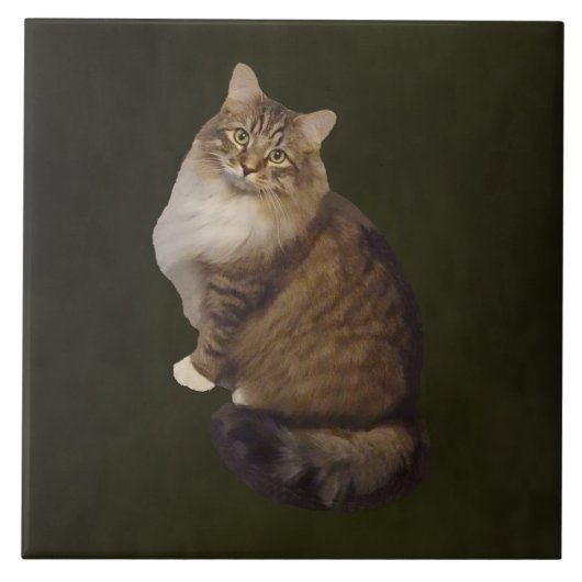 Maine Coon Katzenporträt Fliese (Vorderseite)