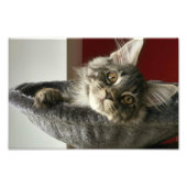 Maine Coon Kitten Foto Print (Vorne)