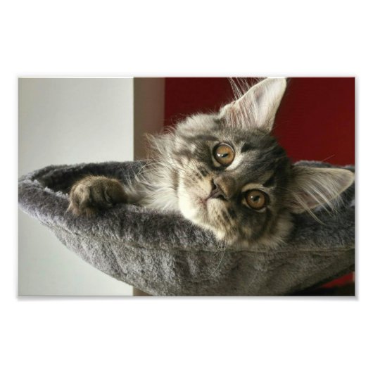 Maine Coon Kitten Foto Print (Vorne)