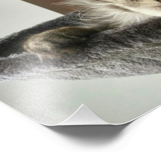 Maine Coon Kitten Foto Print (Ecke)