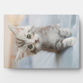 Maine Coon Kitten Fotoplatte (Vorderseite)