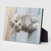 Maine Coon Kitten Fotoplatte (Seite)