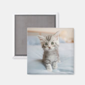 Maine Coon Kitten Magnet (Vorderseite/Rückseite)
