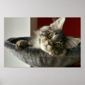 Maine Coon Kitten Poster (Vorne)