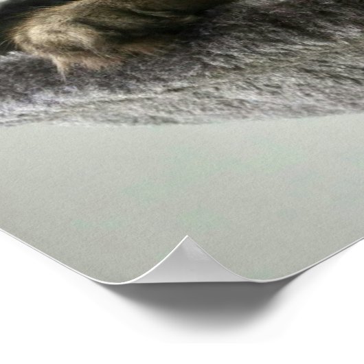 Maine Coon Kitten Poster (Ecke)