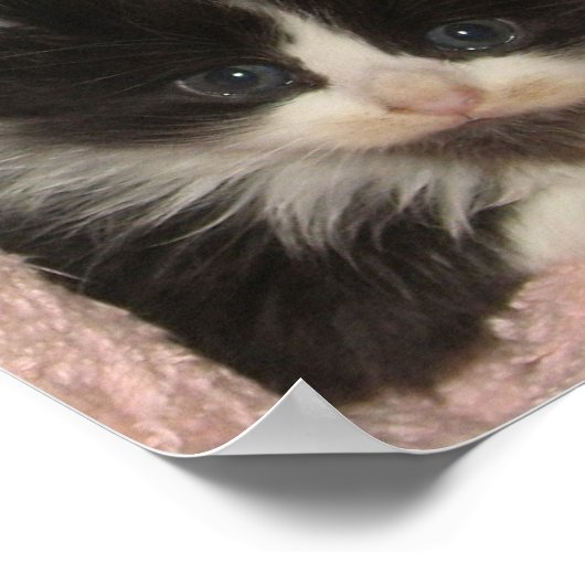 Maine Coon Kitten Poster (Ecke)
