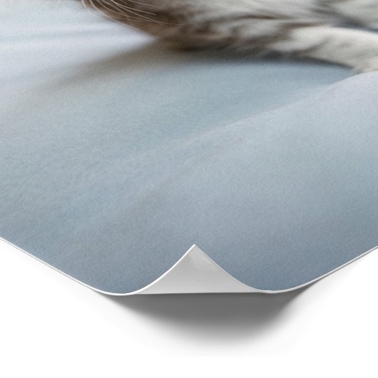 Maine Coon Kitten Poster (Ecke)