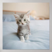 Maine Coon Kitten Poster (Vorne)