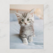 Maine Coon Kitten Postkarte (Vorderseite)