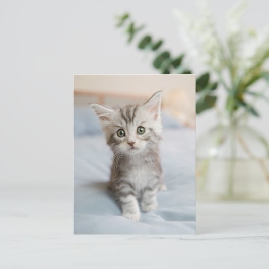 Maine Coon Kitten Postkarte (Stehend Vorderseite)
