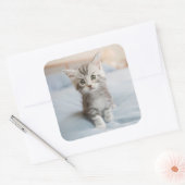 Maine Coon Kitten Quadratischer Aufkleber (Umschlag)