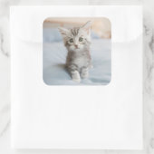 Maine Coon Kitten Quadratischer Aufkleber (Tasche)