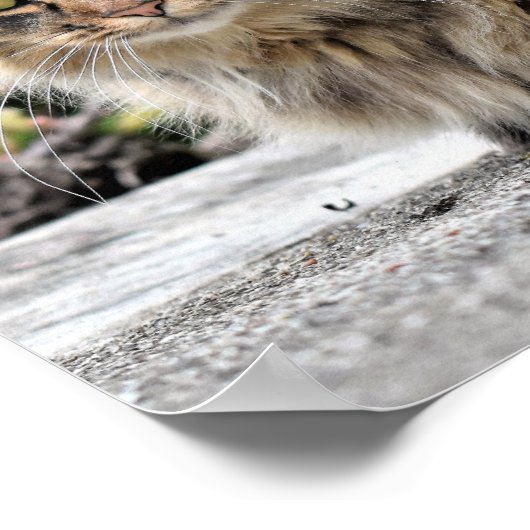 Maine Coon Kitty Cat Anpassbares Poster (Ecke)