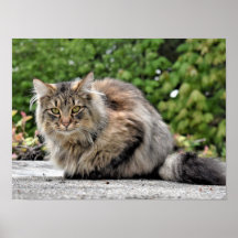 Maine Coon Kitty Cat Anpassbares Poster