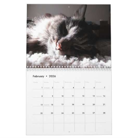 Maine Coon Kitty Cat Kalender (Feb 2026)
