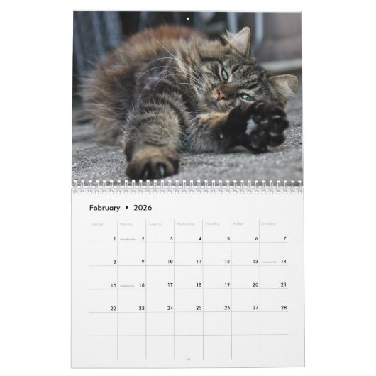 Maine Coon Kitty Cat Niedlich Kalender (Feb 2026)
