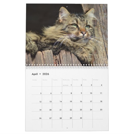 Maine Coon Kitty Cat Niedlich Kalender (Apr 2026)